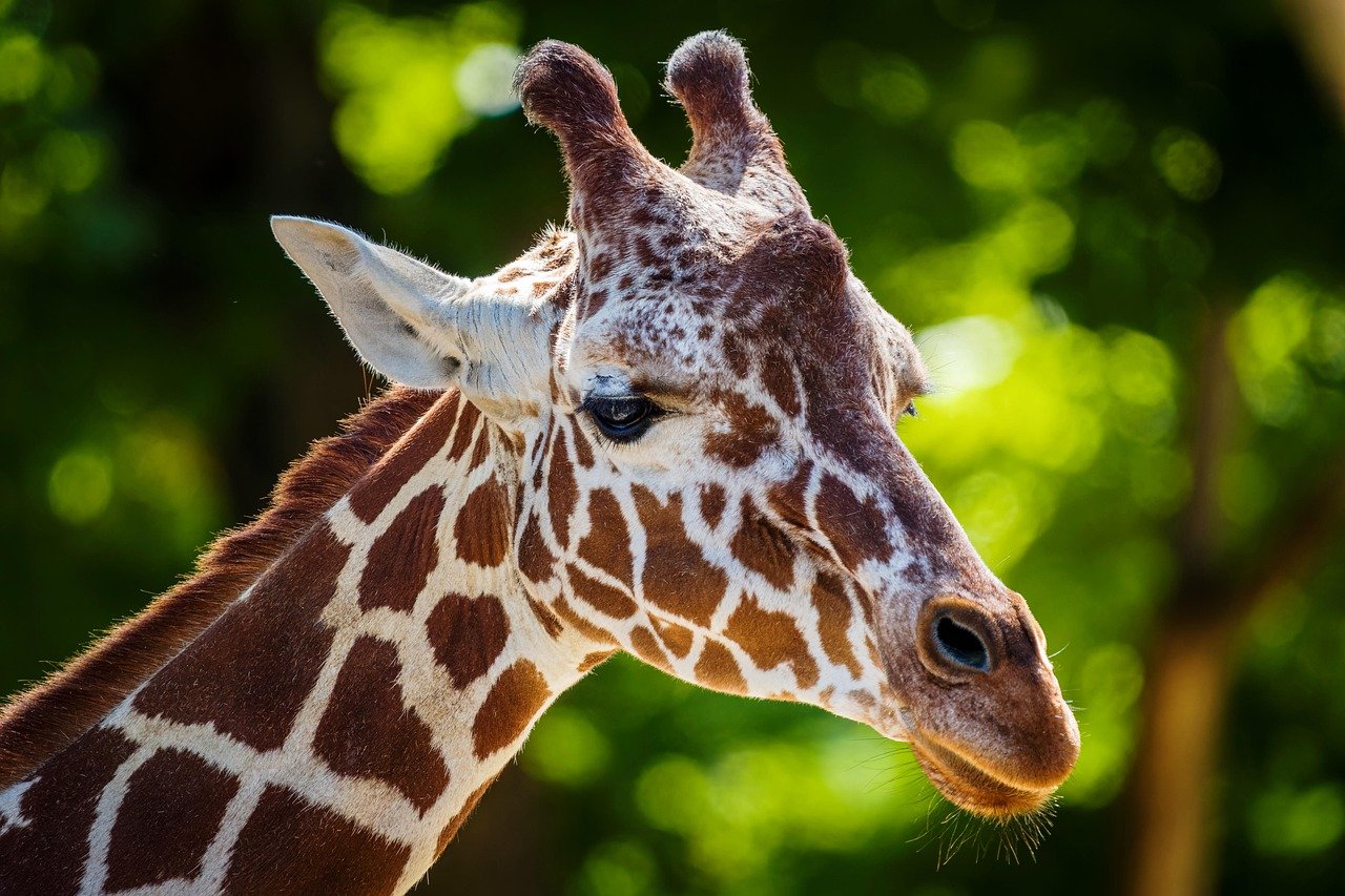 Justice for Wildlife