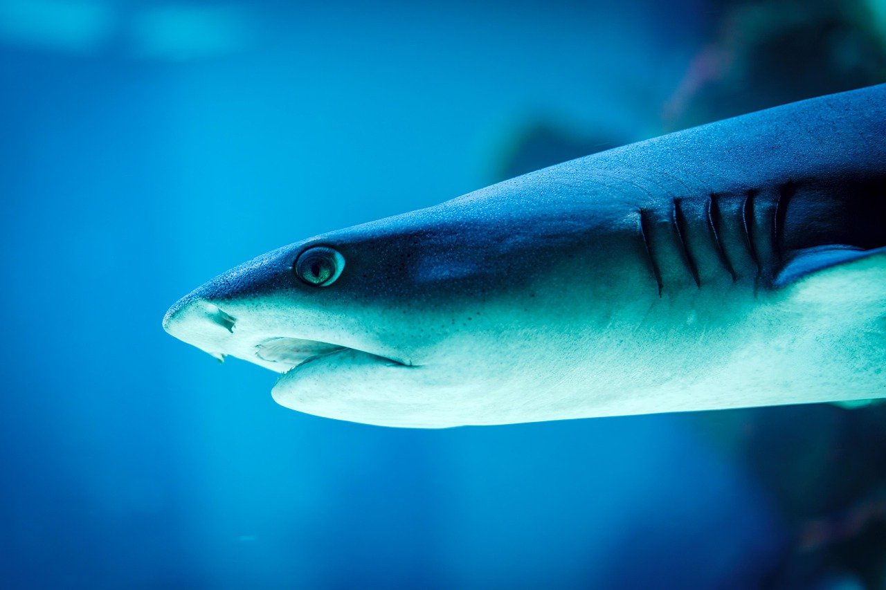 Marine Species