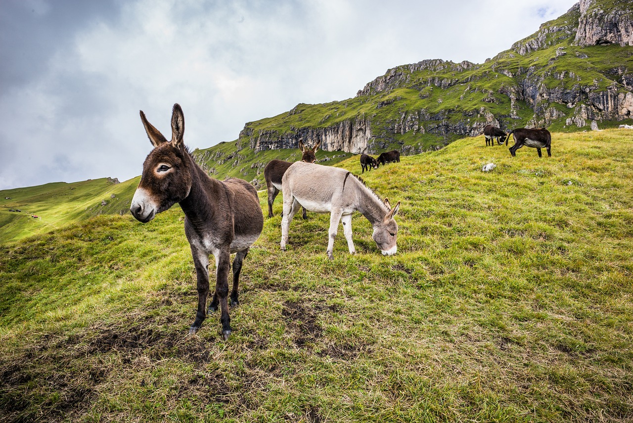 The Danger of Ejiao Demand on Africa's Donkeys: A Crisis in the Making